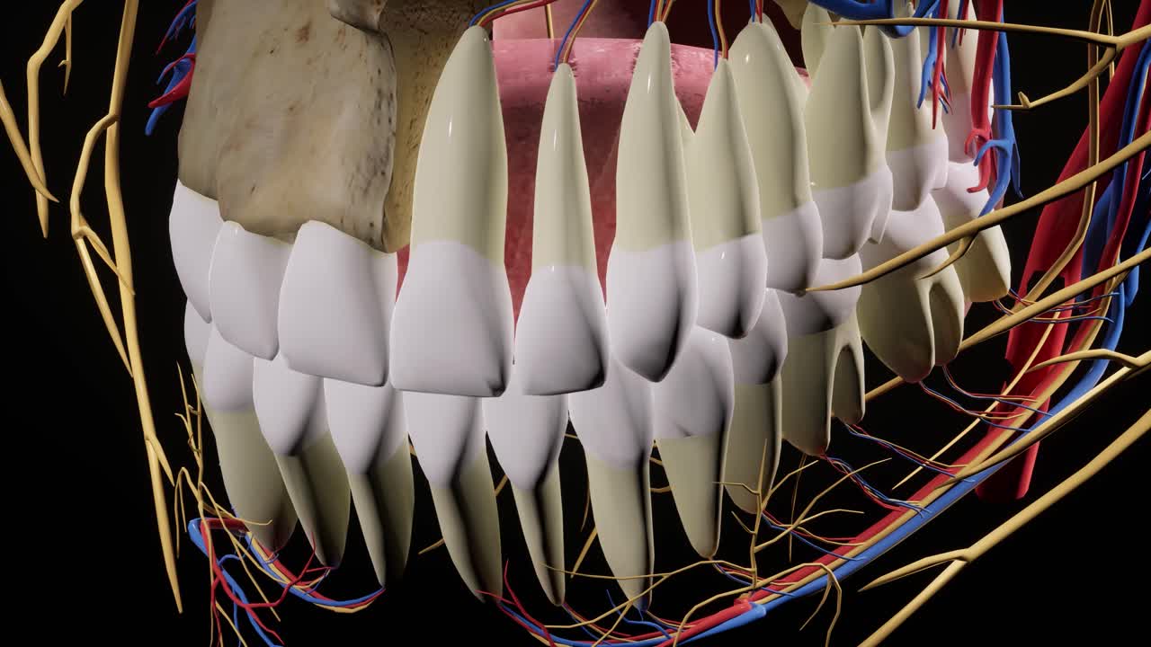 얼굴 두개골, 얼굴 신경, 머리의 해부학, 3d 애니메이션