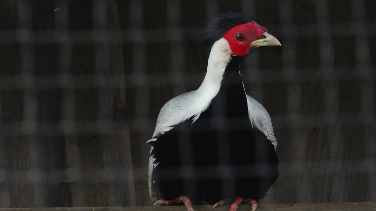 파산 농장의 케이지에서 휴식을 취하고 있는 파산의 클로즈업으로, 복잡한 털과 평온한 행동을 보여줍니다.