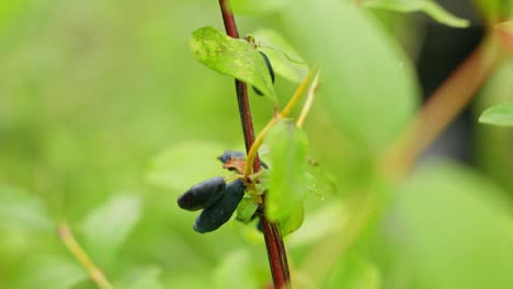 purple honeyberries hanging from a green branch, surrounded by lush green leaves, suggesting a fresh, natural harvest