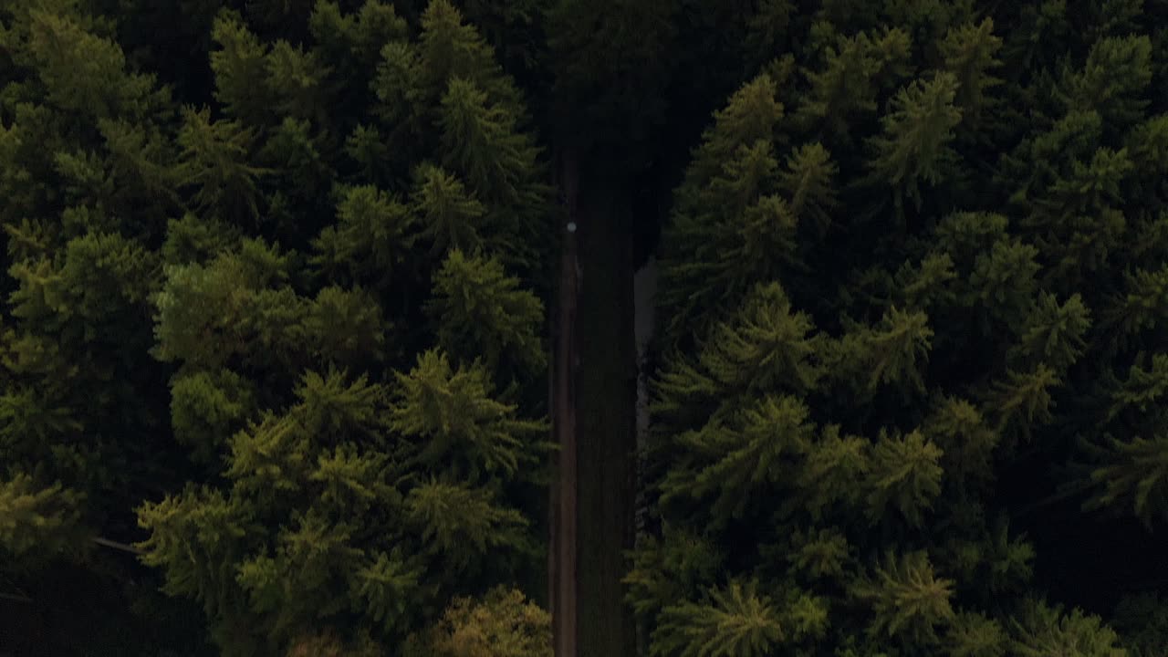 태양이 빛나는 동안 틸트 샷, 녹색 숲의 도로에서 안개가 자욱한 흐린 수평선까지 올려다 보세요