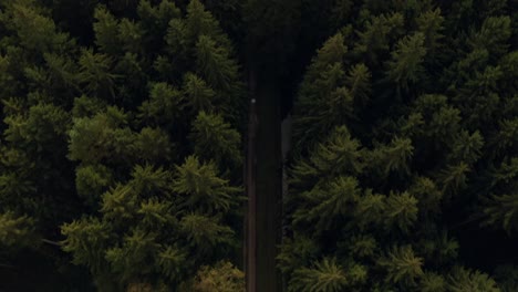 Tilt-Shot,-Schauen-Sie-Von-Einer-Straße-In-Einem-Grünen-Wald-Bis-Zu-Einem-Nebligen,-Wolkigen-Horizont,-Während-Die-Sonne-Scheint