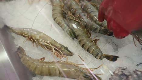 arranging fresh prawns on ice for sale at the grocery store