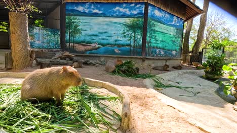 capybaras in a zoo enclosure