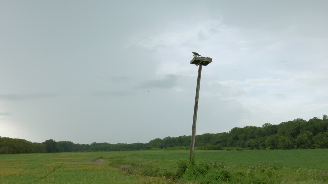 Osprey with baby in next takes flight Maryland Chesapeake Bay