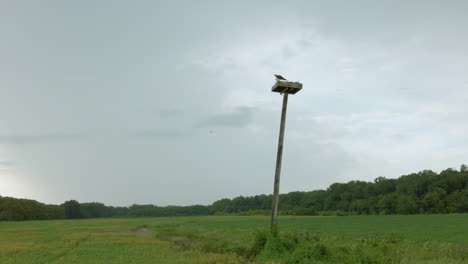 osprey with baby in next takes flight maryland chesapeake bay