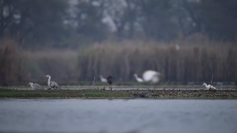 Woolly-necked-storks-fishing-in-wetland-3