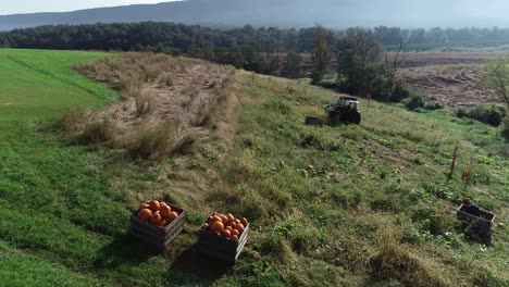 Aerial-orbit-around-pumpkins-in-a-bin-in-a-large-field-with-tractor-and-farmers-loading-pumpkins-in-the-background