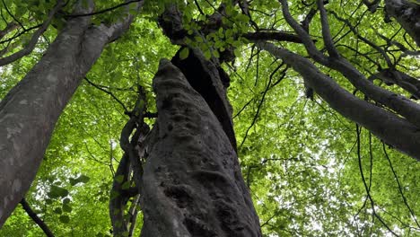 look at the sky wide view landscape of parotia persica persian ironwood tree trunk green leave in rainforest hurcanian azerbaijan natural lanndmark baku tourism destination middle east saudi arabia