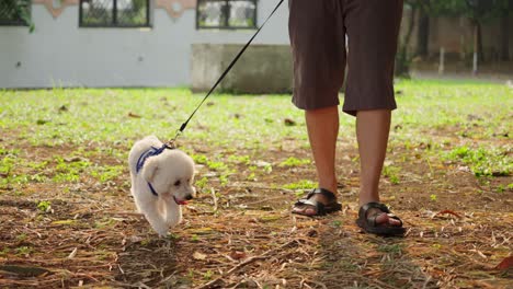 person walks his toy puddle dog in flip flops walking through the grass relaxed