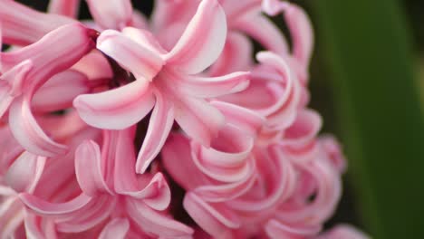 tiro de cámara lenta de jacinto rosa, flor de primavera