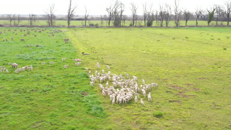 Herde-Von-Mutterschafen-Und-Lämmern-Luftaufnahme-Grünes-Gras-Crau-Steinige-Ebene-Wiese