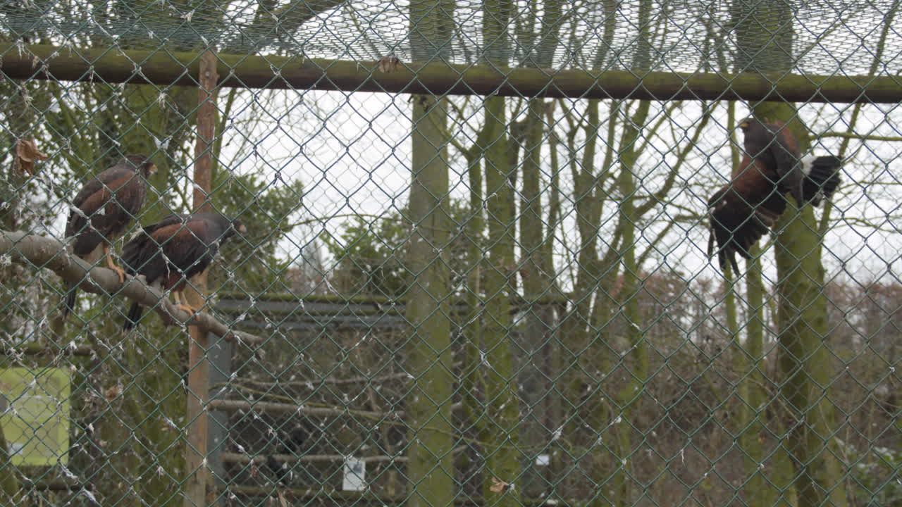 Several Harris's hawks (Parabuteo unicinctus) flying around in bird cage - wide