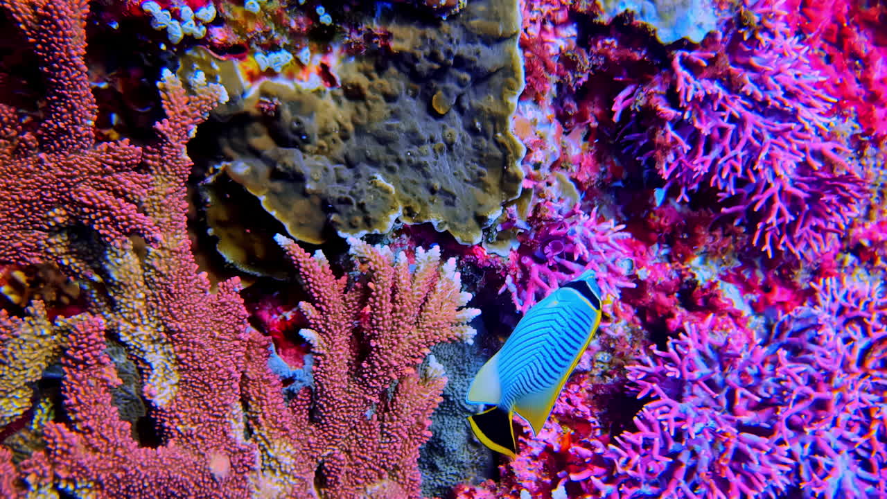 Chevroned Butterflyfish swimming amongst stunningly vibrant pink, purple, and red corals on a healthy reef