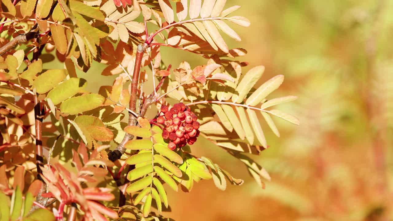 Close-up of rowan tree branches with yellow autumn leaves and red berries gently moving in sunlight, shallow depth of field, natural outdoor setting