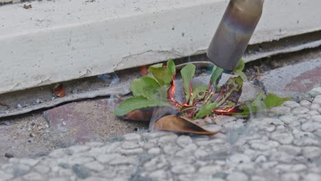 quemador de maleza herramienta de jardinería quema planta de maleza que crece entre los azulejos del jardín