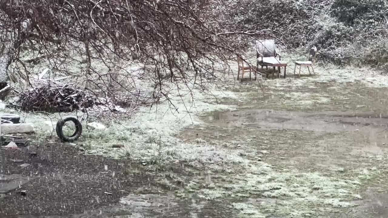 Serene Winter Wonderland: Snowfall in a Tranquil Forest