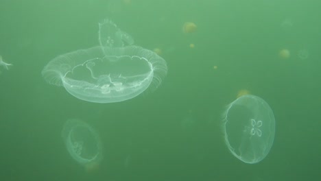 freediving in jelly fish lake_05