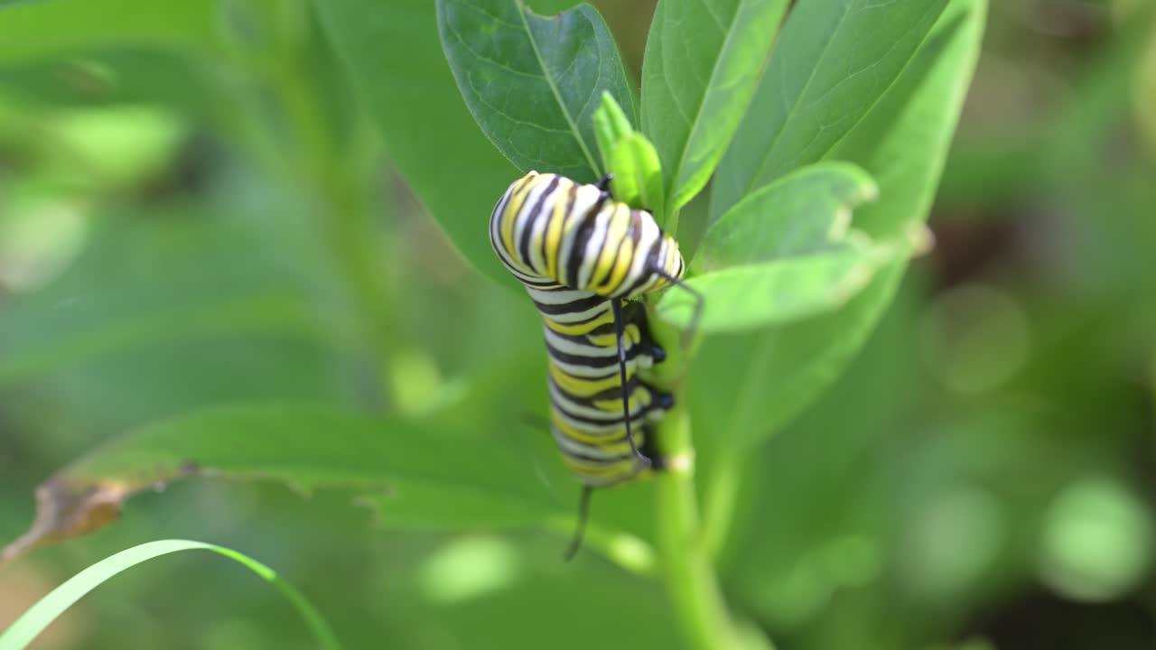 A close-up video of a striped Monarch caterpillar eating a green milkweed leaf in a garden. This macro footage is perfect for projects about nature, wildlife, insects, and the butterfly life cycle