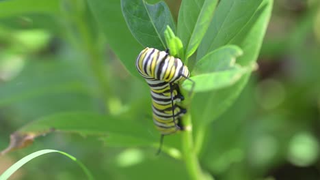 a close-up video of a striped monarch caterpillar eating a green milkweed leaf in a garden. this macro footage is perfect for projects about nature, wildlife, insects, and the butterfly life cycle