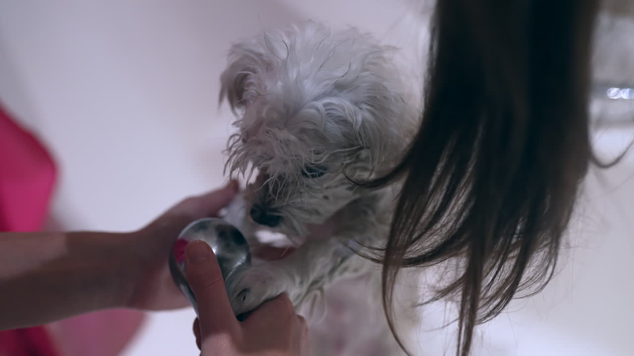 mujer bañando a un pequeño perro blanco