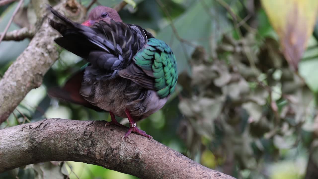 una paloma preparándose en una rama de un árbol