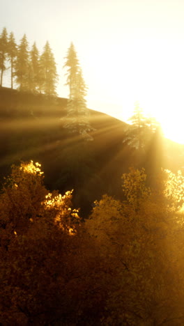 sun rays shining through trees in a forest