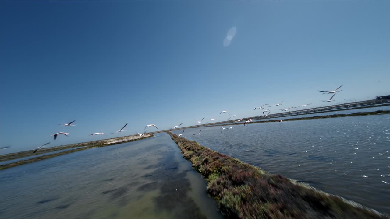 Aerial footage of a flock of flamingos flying over saltern in slow motion.