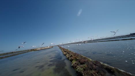 aerial footage of a flock of flamingos flying over saltern in slow motion.
