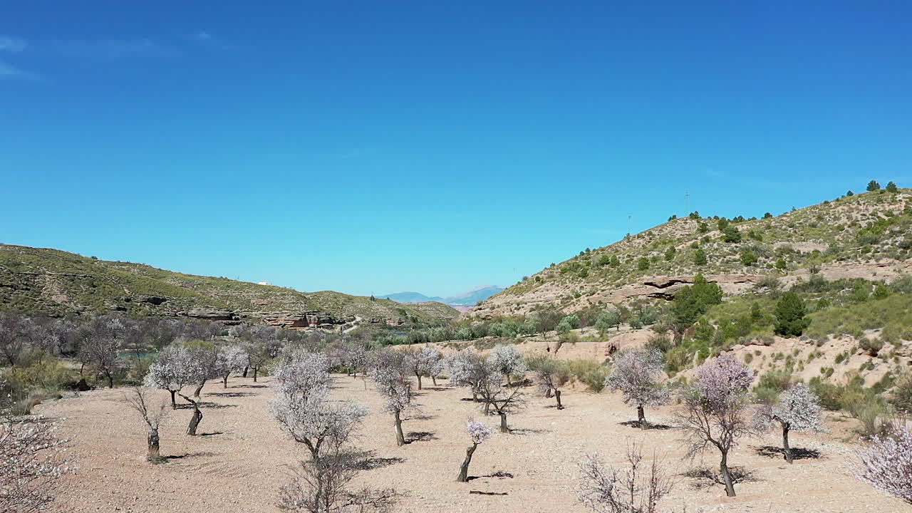 aerial view  of almond tress in bloom