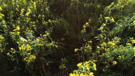 Aerial-camera-looking-straight-down-and-moving-forward-slowly-over-a-copse-of-yellow-black-eyed-susan-flowers