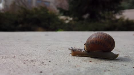 A snail on the sidewalk in the middle of a city crossing from camera left on the concrete quickly to another garden while it's antanae detect any possible obstruction