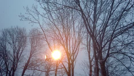 snow falling over trees in winter in evening