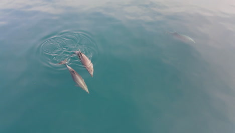 3-Delfines-Nariz-De-Botella-Nadando-En-El-Mar-Adriano-En-Croacia-En-Un-Día-Cálido-Y-Soleado