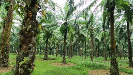 Crossing-an-amazing-palm-tree-park-in-Thailand