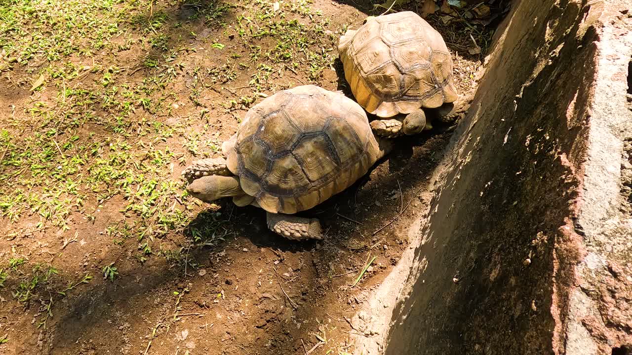 Two Giant Tortoises
