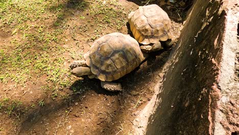 two giant tortoises