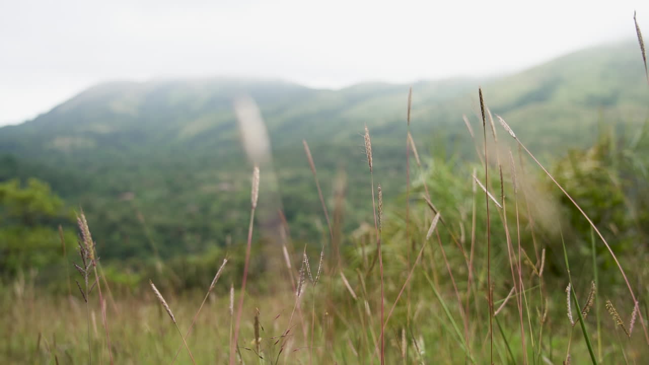 A lush field with tall grasses in Chikmagalur, Karnataka, India, exudes calm serenity