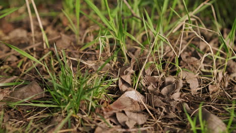 green grass among dry leaves fallen from the trees in the garden during autumn - static, close up shot