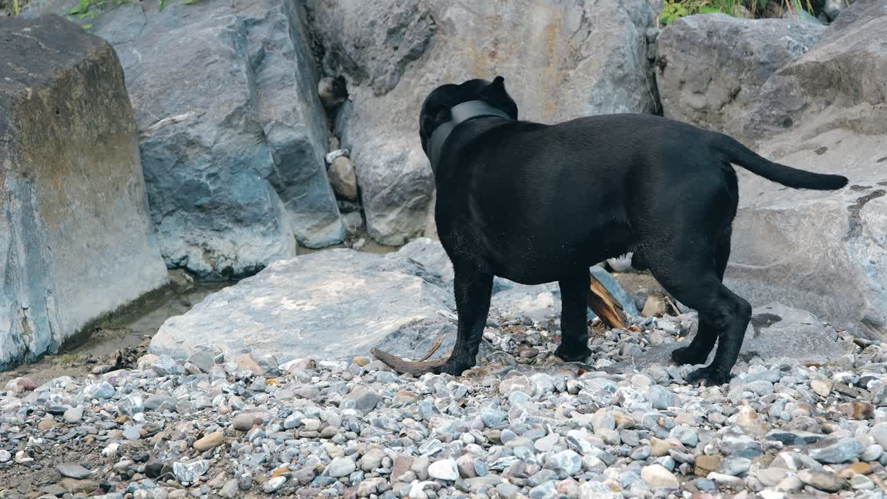 Small black dog with a collar playfully biting and playing with a stick.