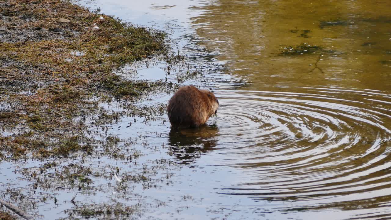 A coypu making ripples in the swampy pond as it munches seaweed in the shallow