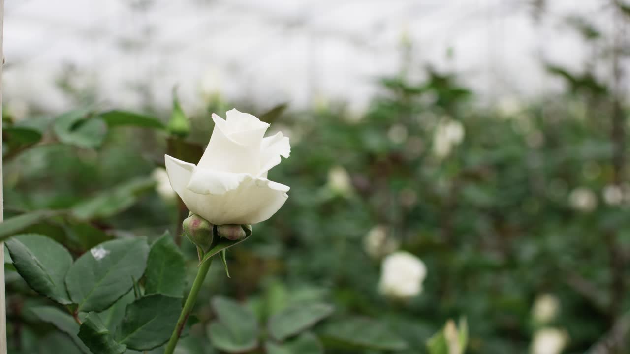 Very close view of a beautiful, radiant white rose in the middle of the garden