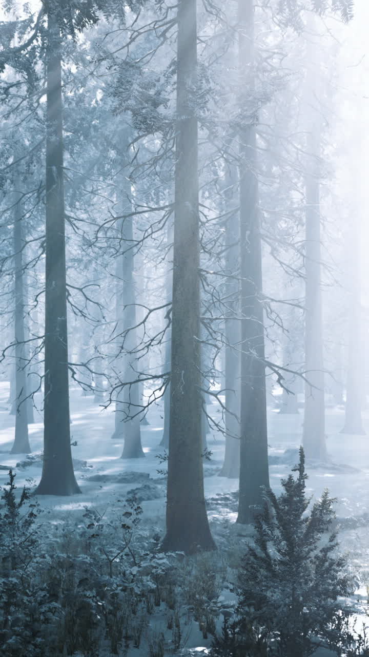 Tall trees stand majestically against a backdrop of soft