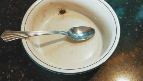 Stink-bug-crawling-in-dirty-dish,-down-to-up-tilt,-closeup