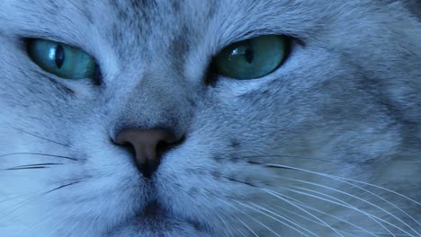 british chinchilla cat extreme close up