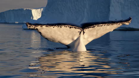 humpback whale tail diving with icebergs