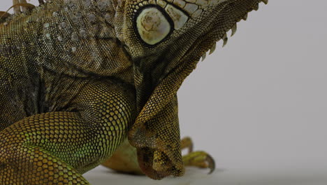 las mejillas de la iguana verde de cerca - aisladas sobre un fondo blanco