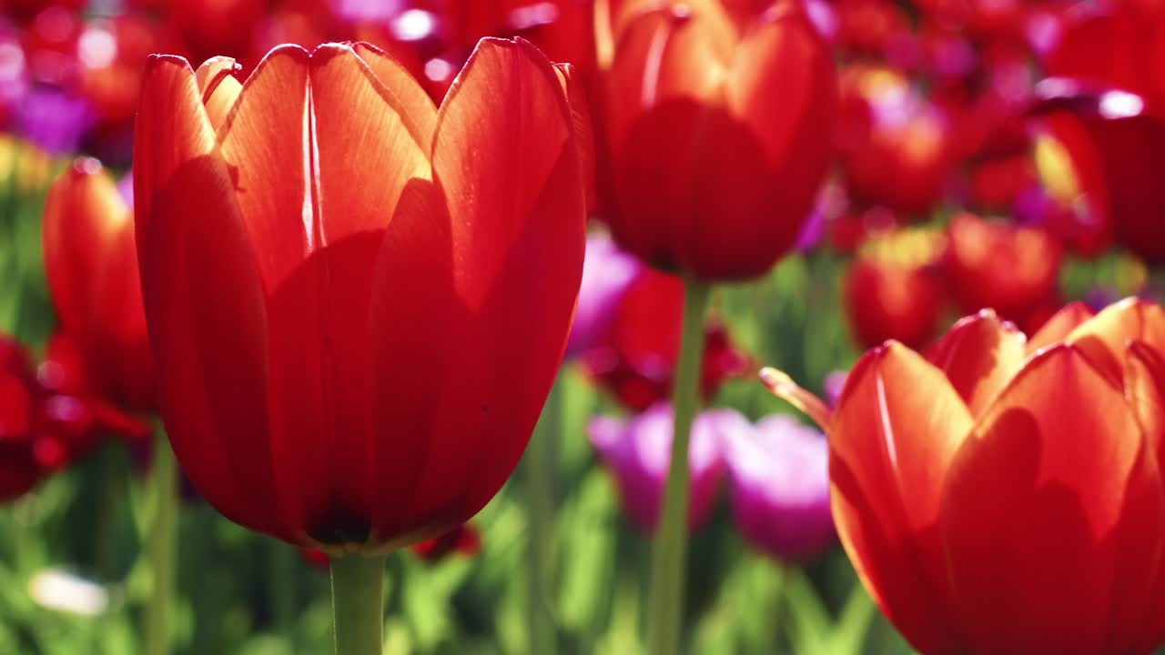 Punaisten tulppaanien nuppuja kukkapenkissä. Lähikuva kukkivista punaisista tulppaaneista kevätpuutarhassa.