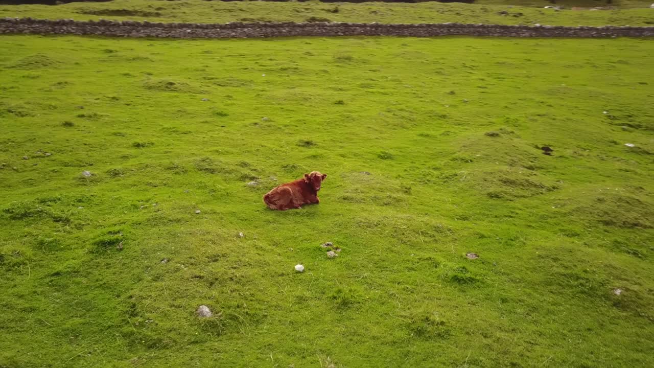 A drone flies next to a cow in the swiss alps, green meadow. aerial shot