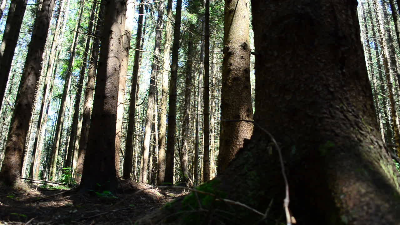 Tronchi di pini nel bosco. Riprese estive, turismo