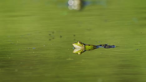 Rana-Verde-En-El-Pantano,-Video-De-Anfibios-Que-Pueden-Vivir-En-La-Tierra-Y-El-Agua,-Rana-Sapo-Gigante-O-Sapo-De-Rio